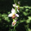 TRESORS DE MON JARDIN. Orchidée Ophrys Abeille. Dominique Monchaux